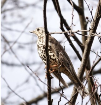 Grote lijster (Vogelenzang). Foto van Frank Verheij.